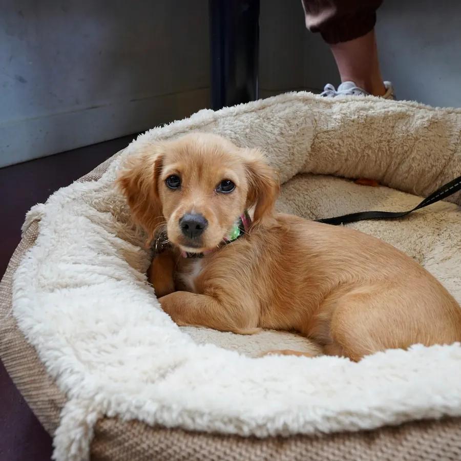 Orthopedic Cloud Dog Bed &middot; 2