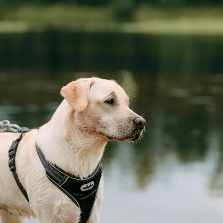 No-Pull Trail Harness