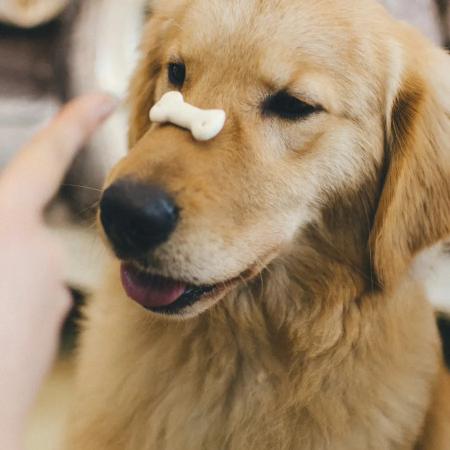 Soft Training Treats