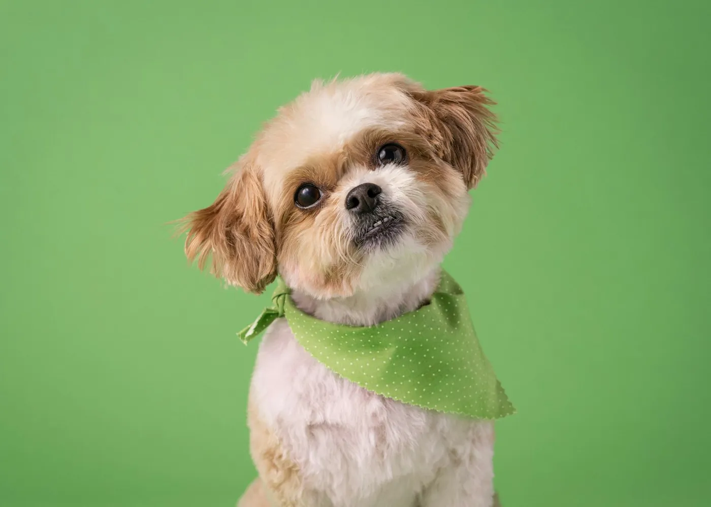 A small dog in a green bandana