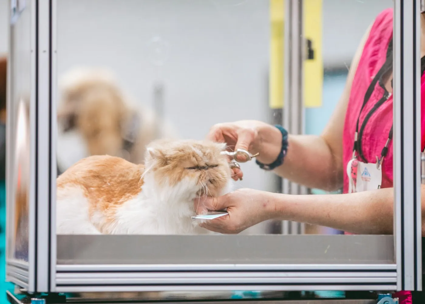 A cat being groomed in a glass-fronted room