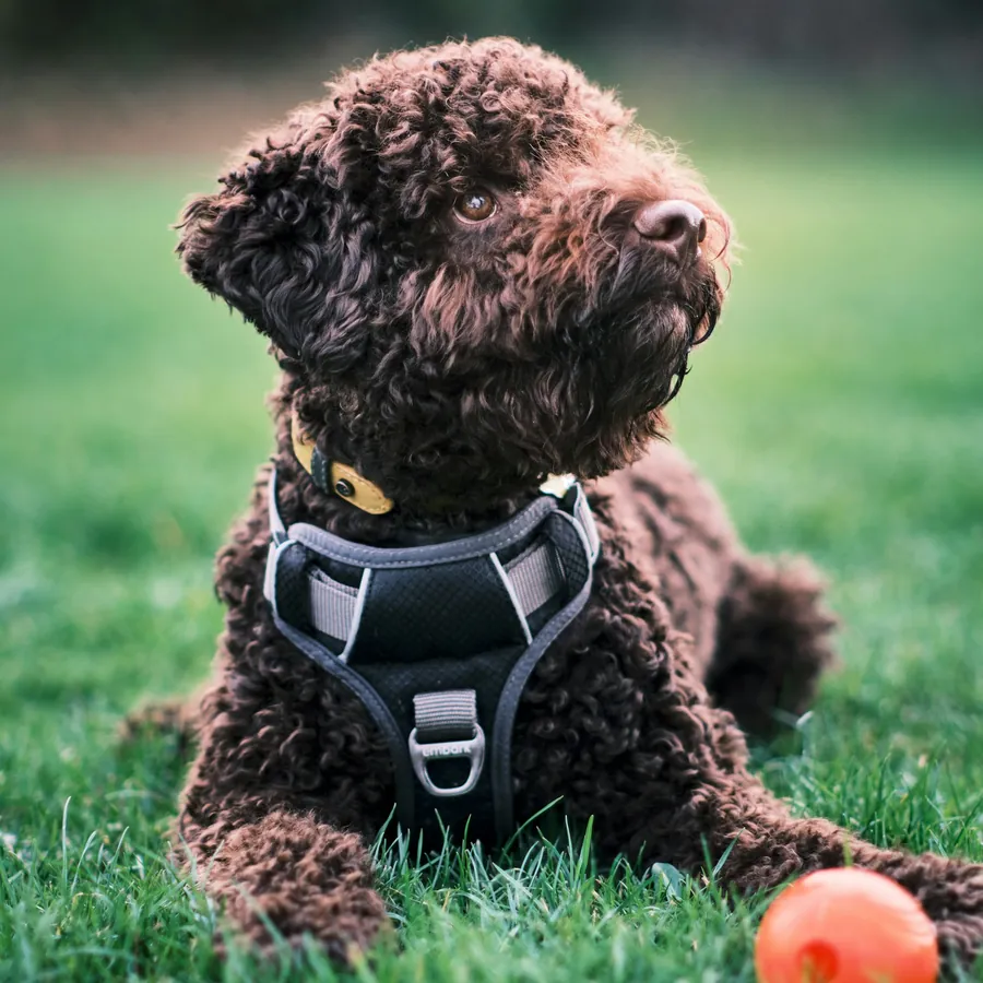 A brown and white dog holding a green ball