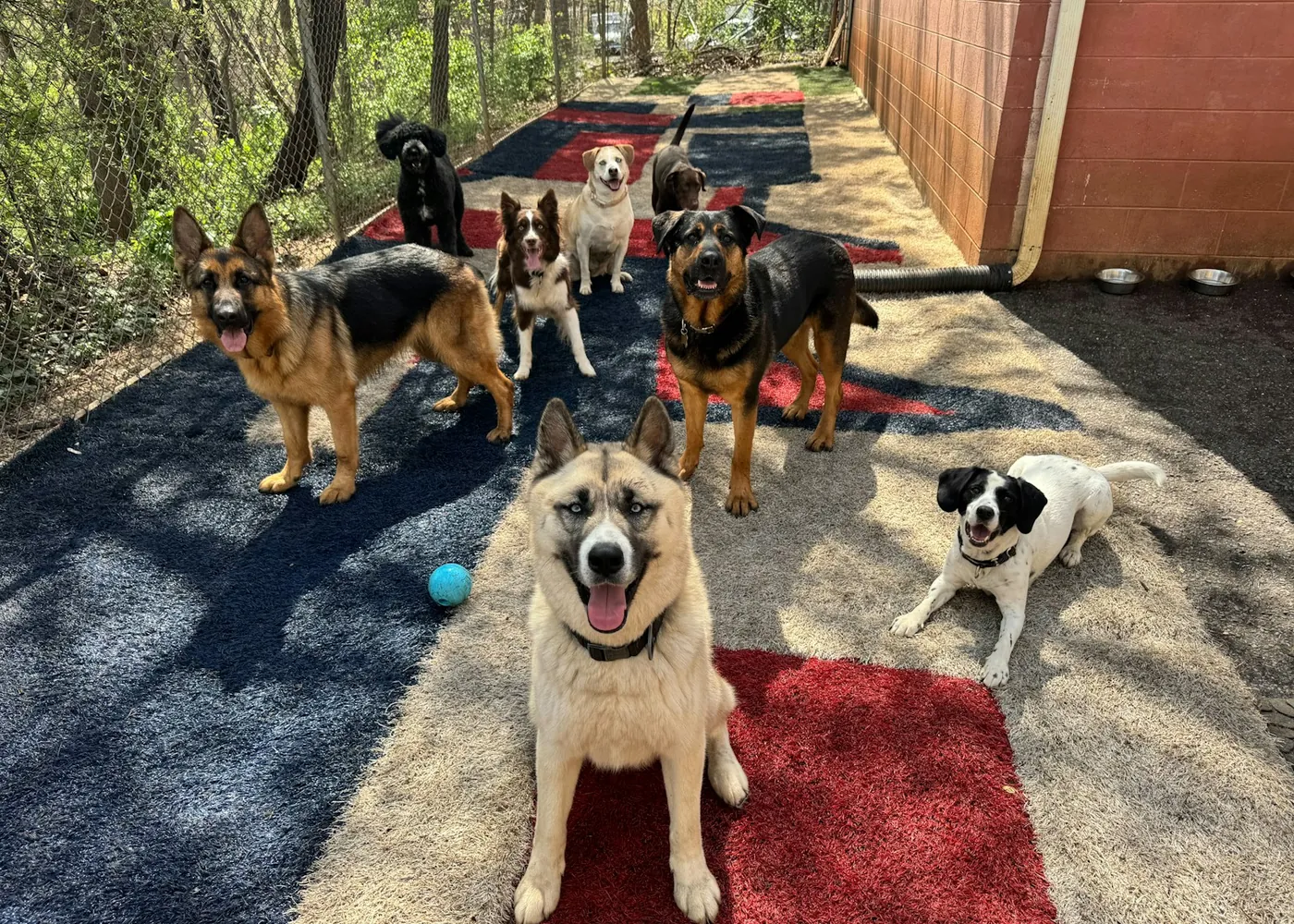 A group of dogs on a play surface in a fenced yard