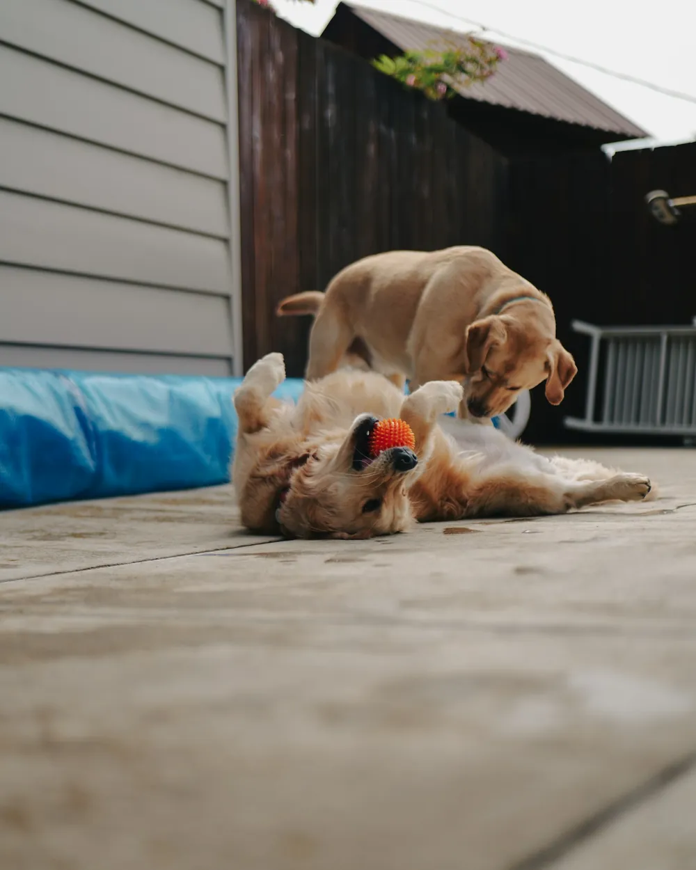 Two dogs playing on a patio