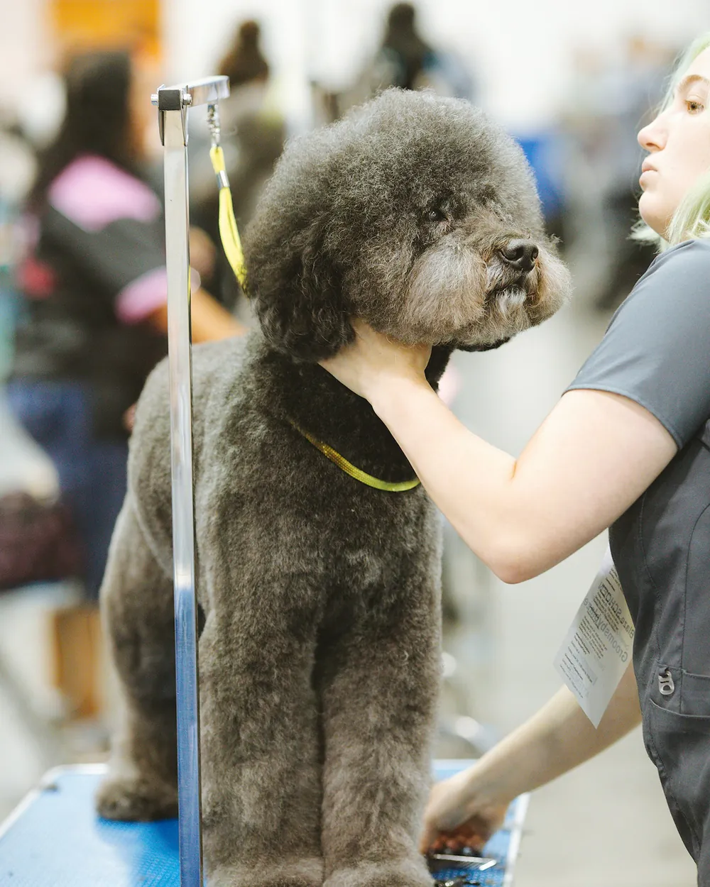 A freshly groomed grey poodle