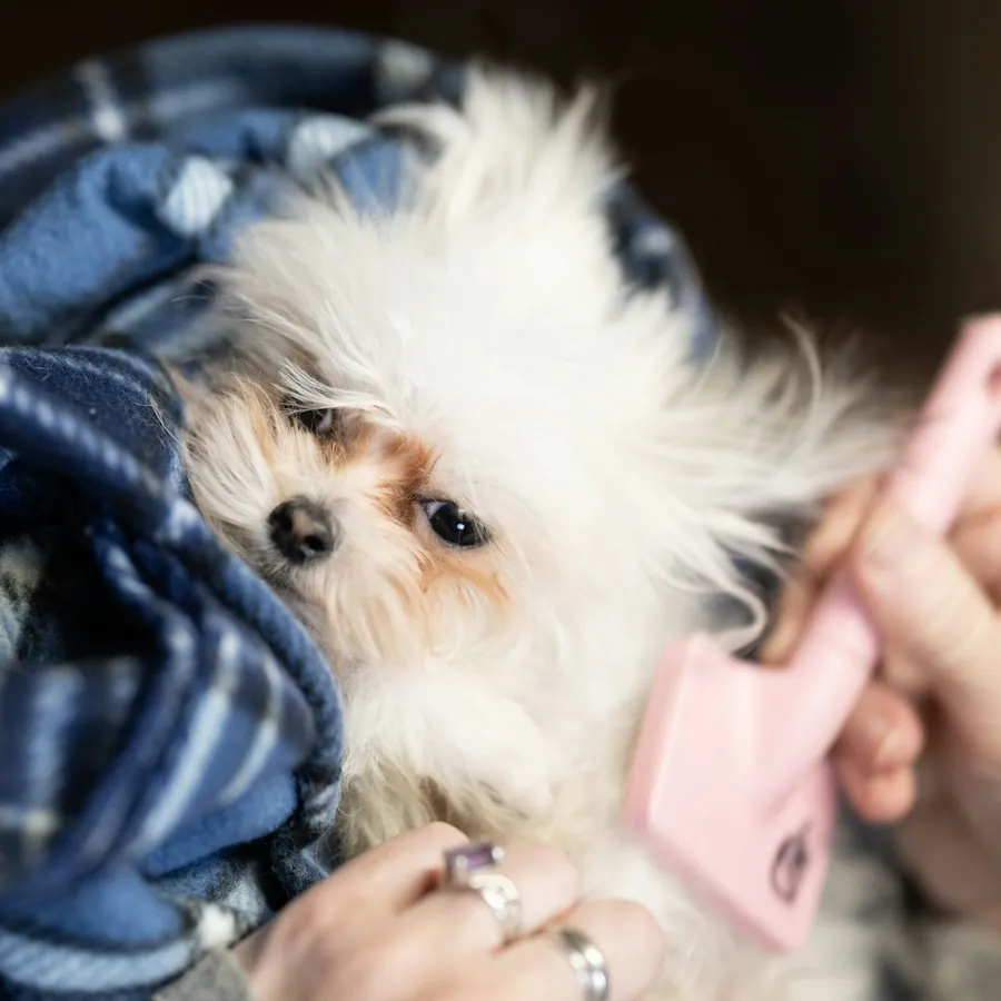 A fluffy dog being brushed under a blanket