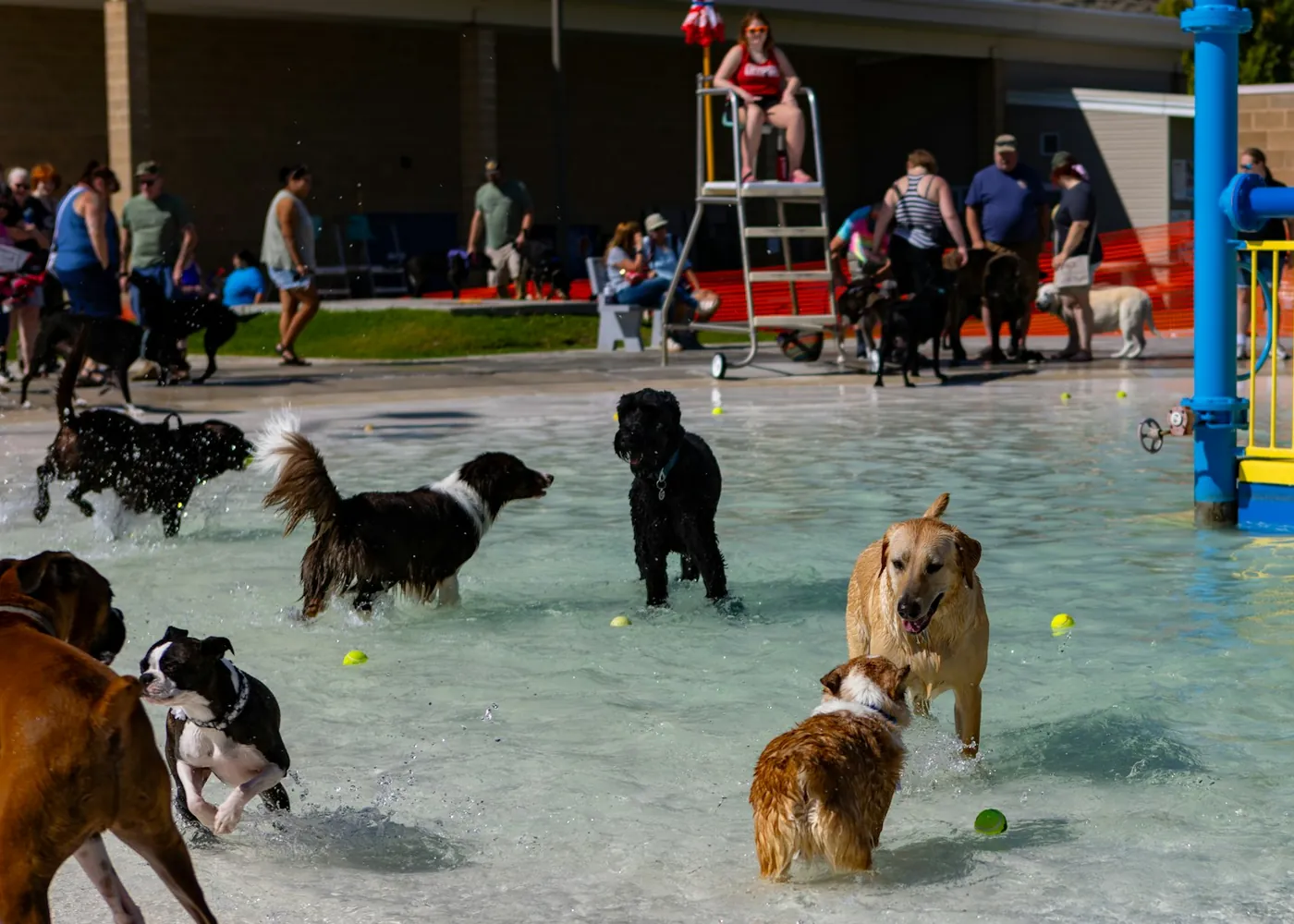 Dogs splashing in a shallow pool