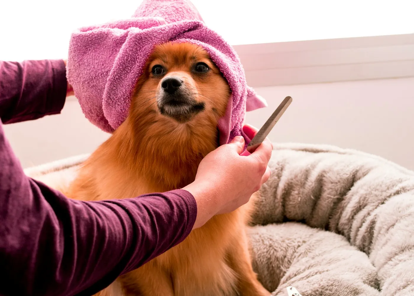 A Pomeranian wrapped in a pink towel